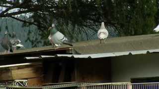 preview picture of video 'The Sport of Pigeon Racing - Shaw TV Duncan'