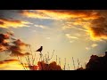7 Comparing Nature Truth Song Bird
