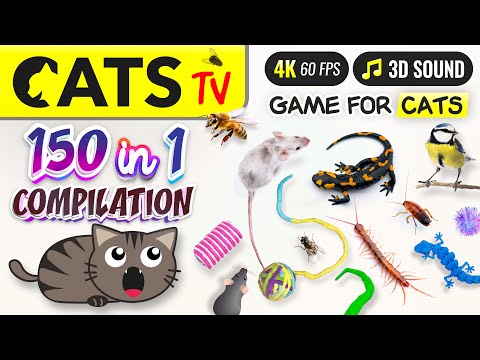 CAT TV - 150 in 1 Ultimate Compilation 🙀🐭🐝  Game for cats 🕚 10 HOURS 4K