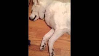 Kira Bear having husky dreams