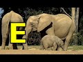 ALPHABET ANIMALS PHONICS ALPHABET SONG KID Compilation Parts 23 31 STAY HOME With ME