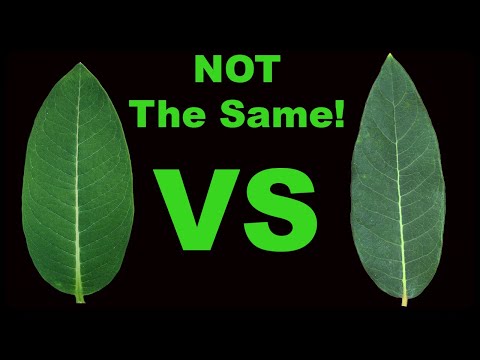 Milkweed or Dogbane? Unraveling the Mystery of Common Lookalikes🌿🌿