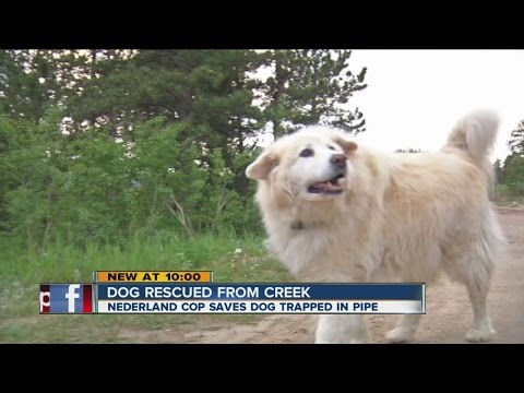 Owner: Officer's rescue of Yeti the dog a 'miracle'