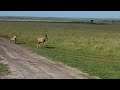Single Hyena Attacking The Adult Topi Bringing It Down Video