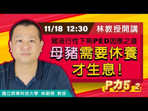 P力5-第二步【母豬需要休養 才生息】