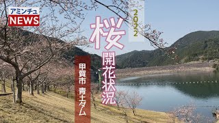 【アミンチュニュース】 桜開花状況 甲賀市 青土ダム