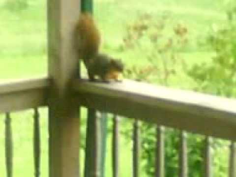 I AM A CRAZY RABBID SQUIRREL!!!!