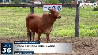 LOTE 36