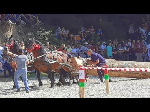 Armăsarii Cimbru și Mișu locul 1 la Râșnov-Brașov cu caii lui Predea Valentin de la Dâmbovița 2022