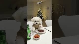 Esse cachorrinho é tão fofo! 🐶💖