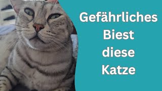 bloß nicht den Finger rein stecken! Diese Katze ist gefährlich!