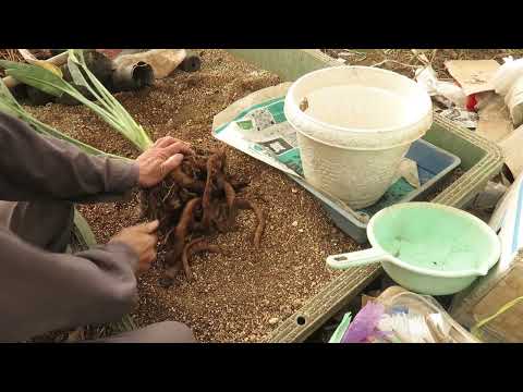 園芸 極楽鳥、ストレリチア