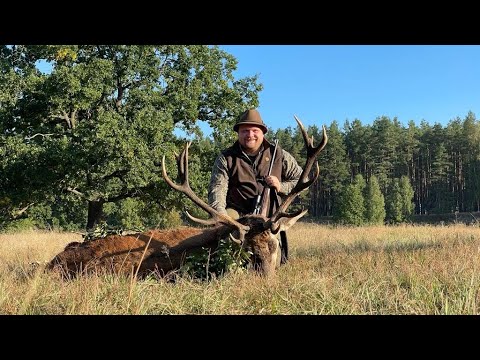 Brunftbetrieb in Pommern und Masuren