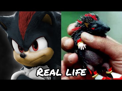 NEW SONIC MOVIE 3 Characters in Real Life 2024 💥
