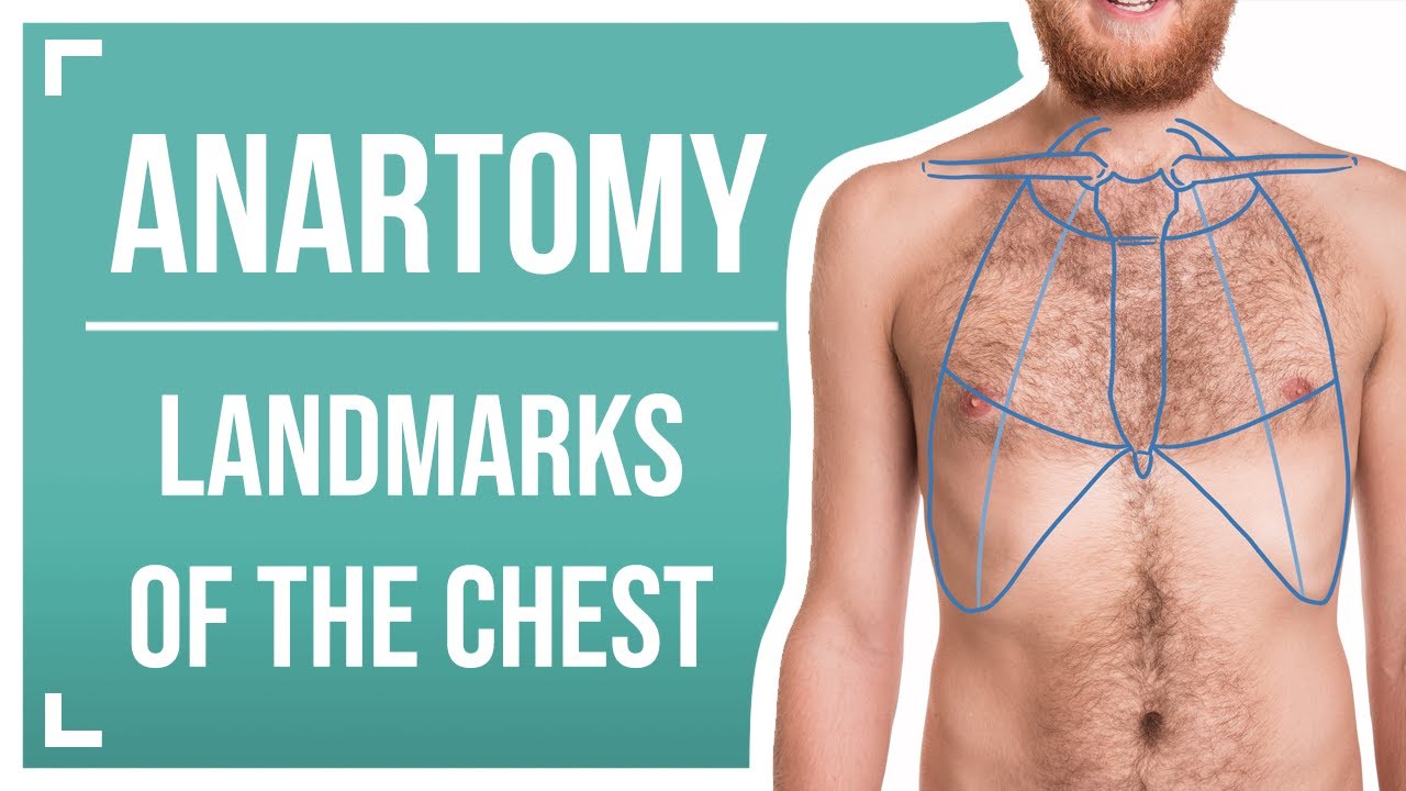 Surface Landmarks of the Chest