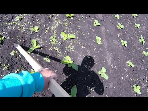 купил плоскорез Фокина