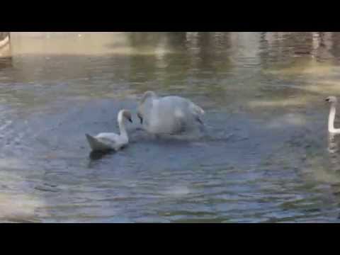 Водные процедуры