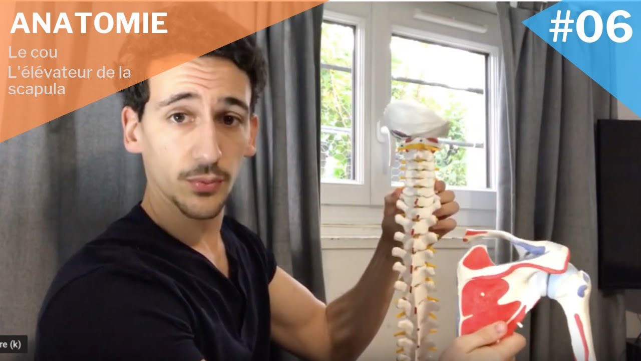 Myologie #06 : L’élévateur de la scapula