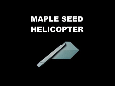 image-Are maple seeds toxic?