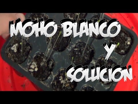 , title : 'Problemas Semilleros Porque Sale Moho Blanco Y Solucion || La Huertina De Toni'