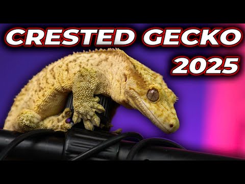 Crested Gecko Care Guide 2025
