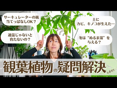 くるみを乾燥させる: こうすれば長持ちします 植物