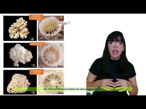 The phylogeny of the coral Tubastraea spp. (Dendrophylliidae): an integrative taxonomic approach