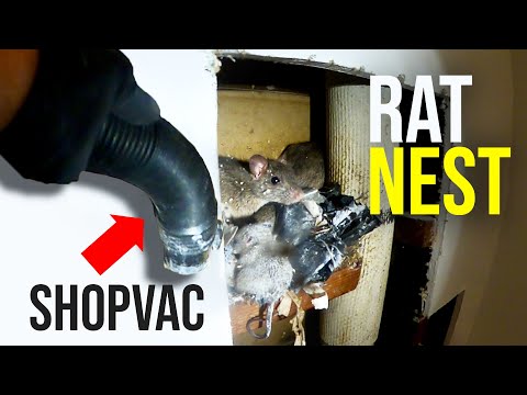 THE BEST WAY TO GET RID OF RATS QUICKLY!! Shopvac...