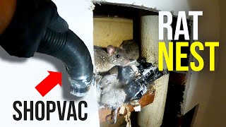 THE BEST WAY TO GET RID OF RATS QUICKLY!! Shopvac...