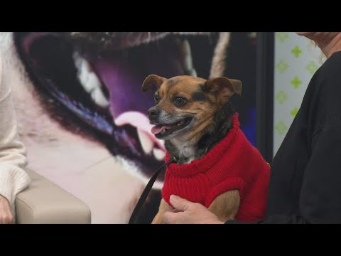 3 Plus Your Pets- Pet Placement Center - YouTube