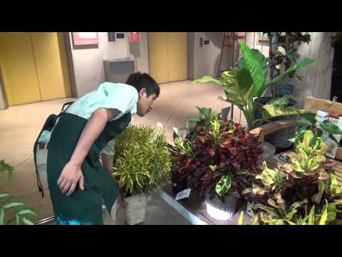 下剤クロトンについて詳しく解説