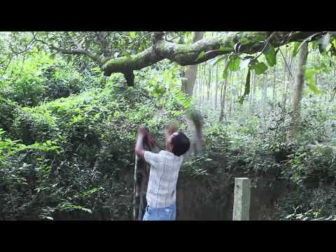 PETNI # bhuter golpo # Indian short films #2020