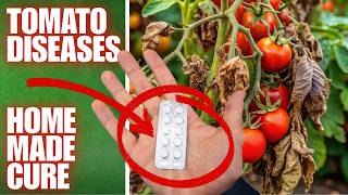 Your Tomatoes WILL DIE Without This Simple Mix | HOMEMADE RECIPE WORKS MIRACLES