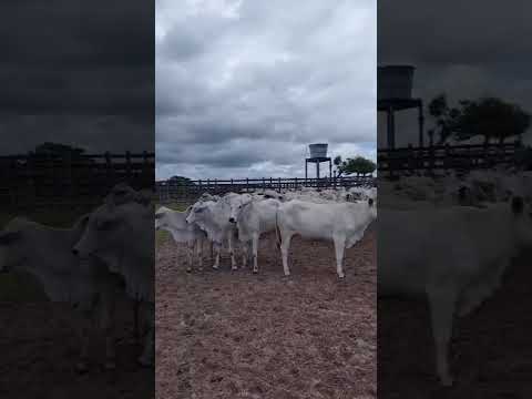 86 Novilhas Vazias na balança a 19,50 reais em Pilões/ Paraíba. Whatsapp 84 99810 2784* #gado #agro