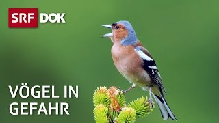Das Schweigen der Vögel | Wie Pestizide heimische Vogelarten bedrohen | Doku | SRF Dok