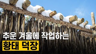 [핫클립] 태백산맥의 바람과 추위 속 강원도 고성 황태덕장 / YTN 사이언스