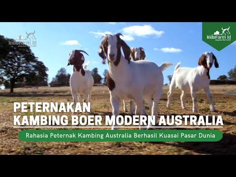 , title : 'Ternyata Begini Cara Peternak Kambing Boer Australia Menguasai Pasar Dunia'