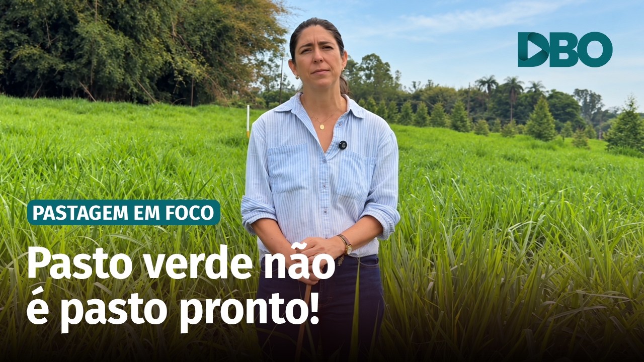 Gado no pasto antes da hora ameaça a produtividade nas águas