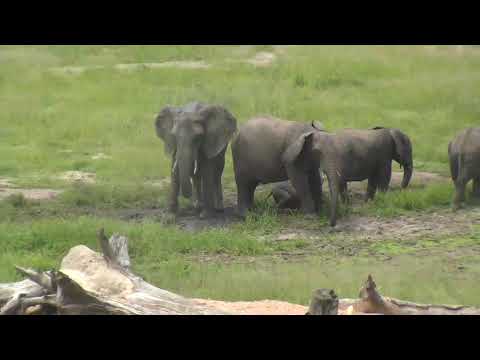 Djuma: Elephant herd comes to enjoy a drink and a bit of mud slinging  - 01/29/19