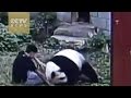 Man vs panda: And the winner is …