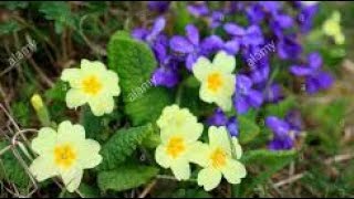 The Banks of the Sweet Primroses
