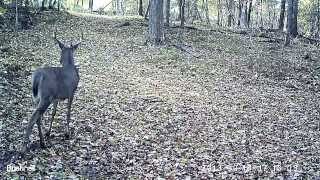 2013-09-15 - Big 8 Point Buck - Trail Cam