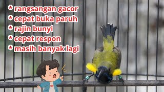 Download lagu PANCINGAN SOGON MACET - TERAPI SOGON BAHAN OMBYOKAN BIKIN CEPAT RAJIN BUNYI mp3