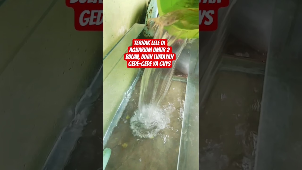 TERNAK LELE UMUR 2 BULAN DI AQUARIUM #ikanlele #ternaklele #aquarium #ketahananpangan