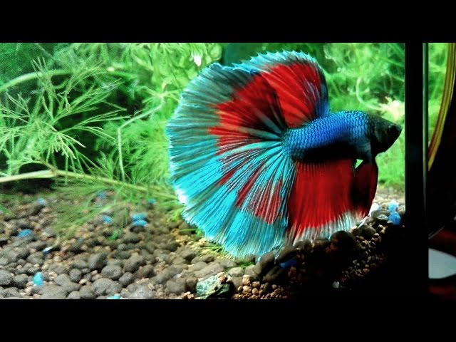 Betta Halfmoon