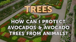 How Can I Protect Avocados & Avocado Trees From Animals?