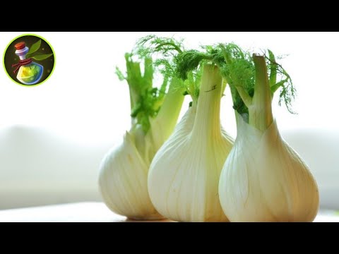 Saznajte šta sve leči KOMORAČ  i kako se koristi