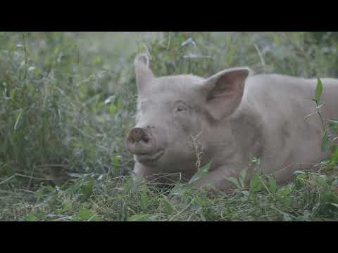 PIGS IN THE WOODLOT (SILVOPASTURE SERIES EP 6 )