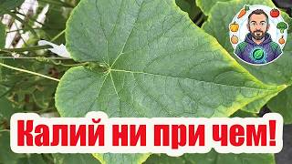 ПЯТНА НА ЛИСТЬЯХ - ПЕРЕКОРМИЛИ! 🍅🥒 Срочно делайте ЭТО! 🛑🔥 Помощь от избыт?