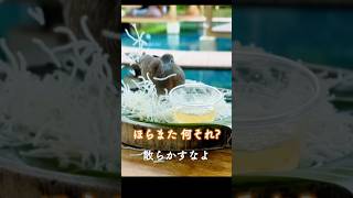 鳥に襲われた😂 โดนนกแย่งข้าว